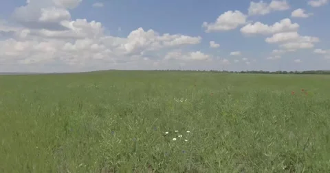 Video from a copter, nature of Crimea, fields, meadows, plants, summer Stock Footage 311526138