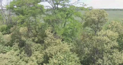 Video from a copter, nature of Crimea, fields, meadows, plants, summer Stock Footage 311526158