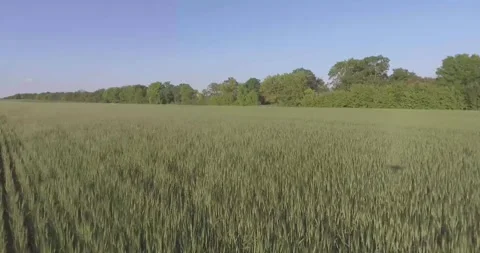 Video from a copter, nature of Crimea, fields, meadows, plants, summer Stock Footage 311526168