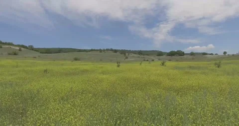 Video from a copter, nature of Crimea, fields, meadows, plants, summer Stock Footage 311526329
