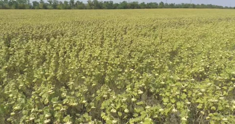 Video from a copter, nature , fields, paths, lakes, water Stock Footage 312324398
