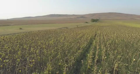 Video from a copter, nature , fields, paths, lakes, water, trees Stock Footage 312324412