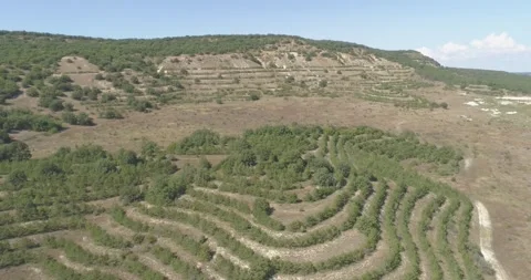 Video from a copter, nature, fields, paths, mountains, trees Stock Footage 312324437