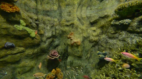 Video of coral colony on a reef Stock-Footage 35773016