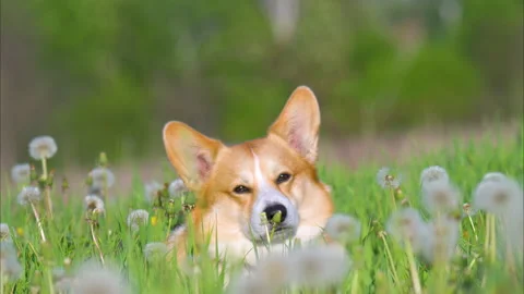 Video of a corgi with dandelions Stock Footage 334769923