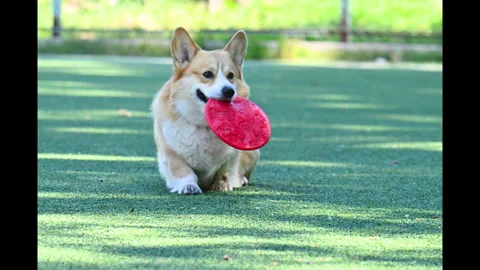 Video of a corgi with a frisbee Stock Footage 342598583