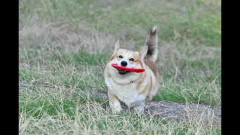 Video of a corgi with a frisbee Stock Footage 343625667