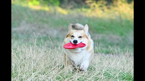 Video of a corgi with a frisbee Stock Footage 343626145