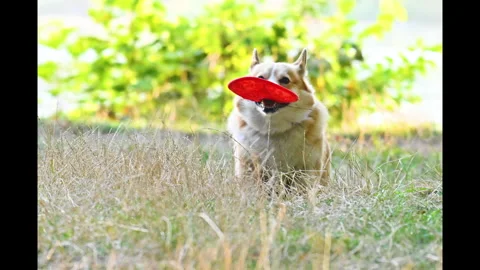 Video of a corgi with a frisbee Stock Footage 343626186