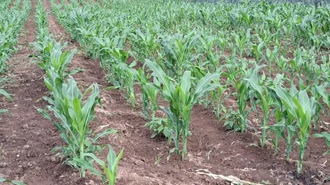 Video of a corn field in May, in Romania Stock Footage 336923644