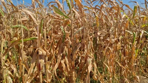 Video with corn field in September. In Romania Stock Footage 283851099