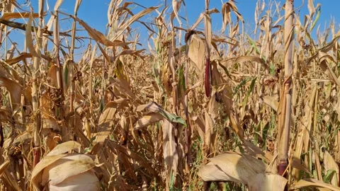 Video with corn field in September. In Romania Stock Footage 283851108
