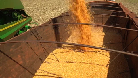 Video of corn with harvester falling into truck in slow motion. Stock Footage 201714271
