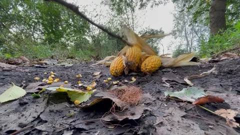Video of corn kernels on the road corn Stock Footage 252354511