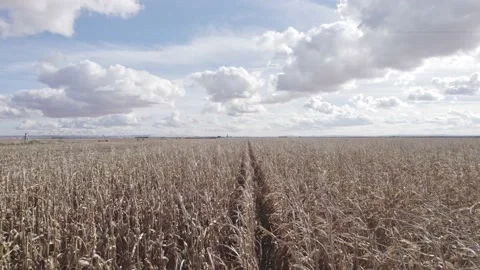 Video of a corn plantation Stock Footage 222796585