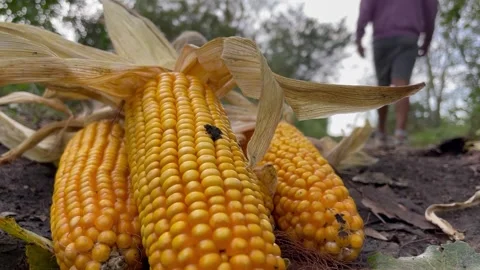 Video of corn running on the road with a man walking in the background Stock Footage 252354622