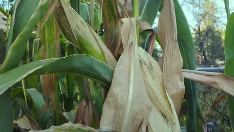 Video of corn stalks. Stock Footage 253754113