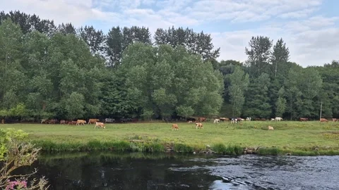 Video of countryside scene featuring a herd of cows Stock Footage 314451546