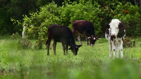 Video of cows feeding in a green field. Concept of animals and nature Stock Footage 238969010