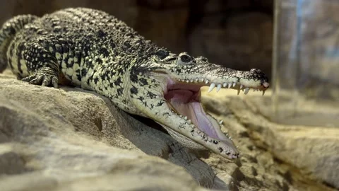 In this video, a crocodile is lying calmly in its enclosure at the zoo with its Stock Footage 239381216