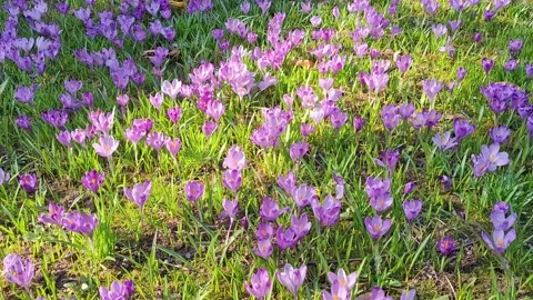 Video with crocuses during spring. In Romania Stock Footage 330188528