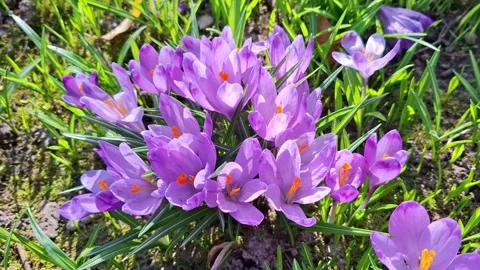 Video with crocuses during spring. In Romania Stock Footage 330188530