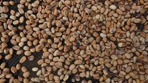 Video cultivation kernel of coffee during farming and drying Stock Footage 171632667