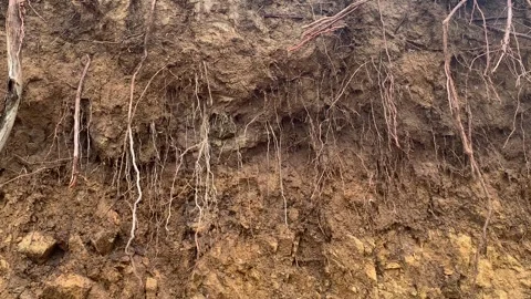 Video of cut soil where you can see plant roots. Concept of nature. Stock Footage 256046460