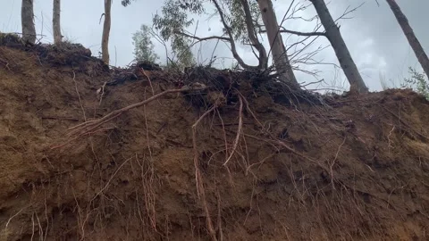Video of cut soil where you can see plant roots. Concept of nature. Stock Footage 256046508