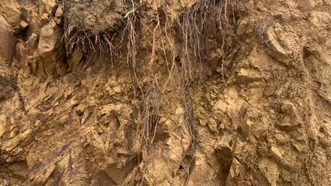 Video of cut soil where you can see plant roots. Concept of nature. Видео 256046685