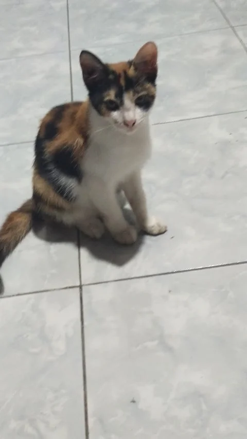 Video cute cat is looking at something and nodding Video stock 208093886