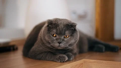 Video of cute cat lying on the floor at home Stock Footage 281228833