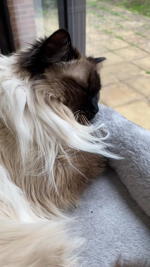 Video of a cute sleeping cat in its place by the window Stock Footage 275274557
