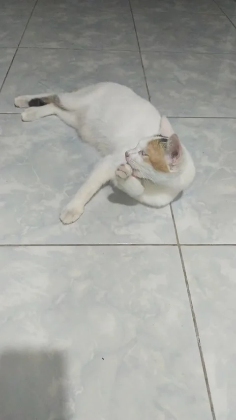 Video cute white cat is lying down while licking her legs and beautiful fur Video stock 208623037