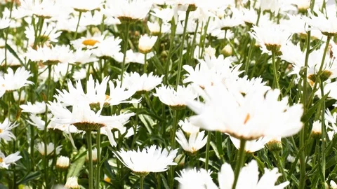 Video of daisies in bloom in spring. The video is in 4 k. Stock Footage 126079766