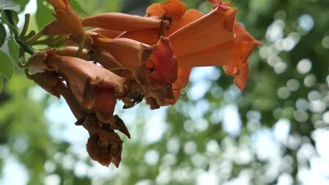 Video of dark orange to red coloured trumpet shaped flowers of Trumpet Vine Stock Footage 338415339