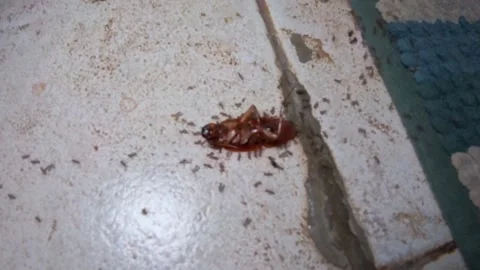 Video of Dead cockroach lies on cracked tile floor. Stock Footage 341376140