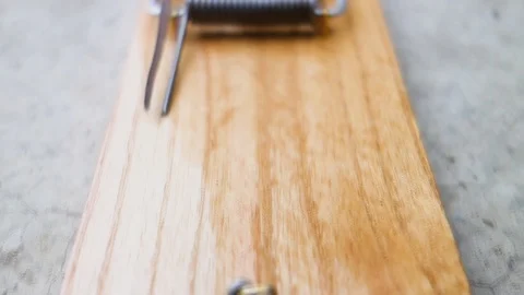 Video of a dead mouse caught in a mousetrap. The destruction of domestic rodents Video stock 118854653