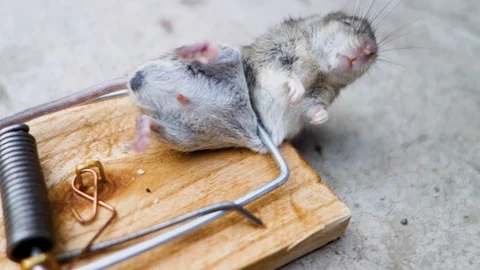 Video of a dead mouse caught in a mousetrap. The destruction of domestic rodents Video stock 118955228