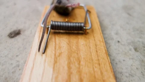 Video of a dead mouse caught in a mousetrap. The destruction of domestic rodents Video stock 119285976