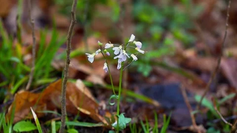Video of delicate white forest flowers blooming in spring Stock Footage 308959201