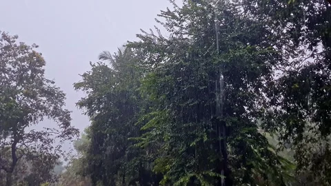 A video of dense trees under rainfall creating a lush green forest scene du.. Stock Footage 335649364