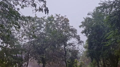 A video of dense trees under rainfall creating a lush green forest scene du.. Stock Footage 335649395