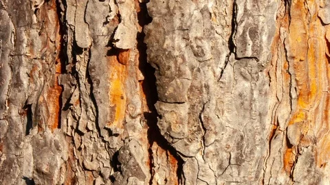 Video detail of bark eroded by time, belonging to a map of a centuries-old park Video stock 112248842