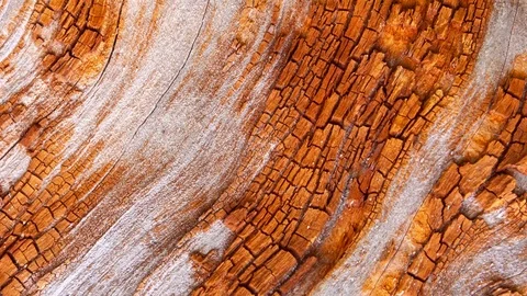 Video detail of bark eroded by time, belonging to a map of a centuries-old park Stock-Footage 112249029
