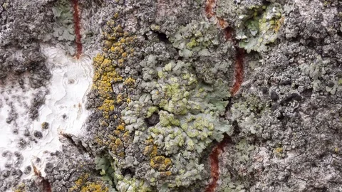 Video detail of bark eroded by time, belonging to a map of a centuries-old park Stock Footage 112249059