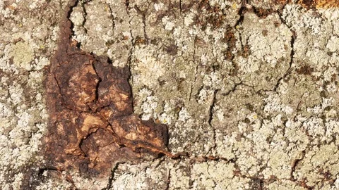 Video detail of bark eroded by time, belonging to a map of a centuries-old park Stock-Footage 112249148
