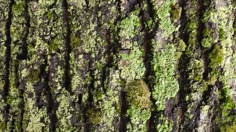 Video detail of bark eroded by time, belonging to a map of a centuries-old park Stock Footage 120003553
