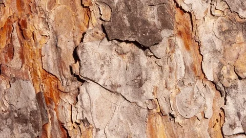 Video detail of bark eroded by time, belonging to a map of a centuries-old park Stock Footage 120003624