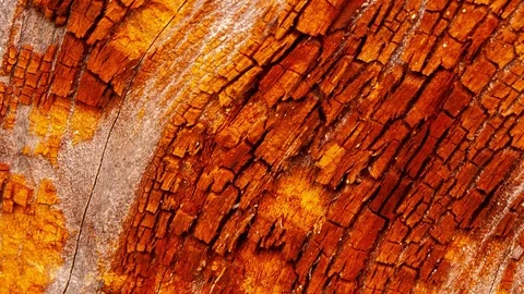 Video detail of bark eroded by time, belonging to a map of a centuries-old park Stock Footage 120003633